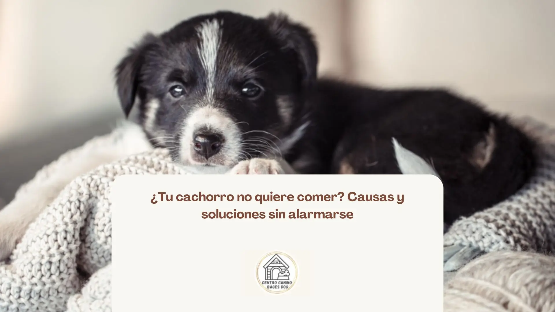 Cachorro recién llegado a casa que no quiere comer por adaptación