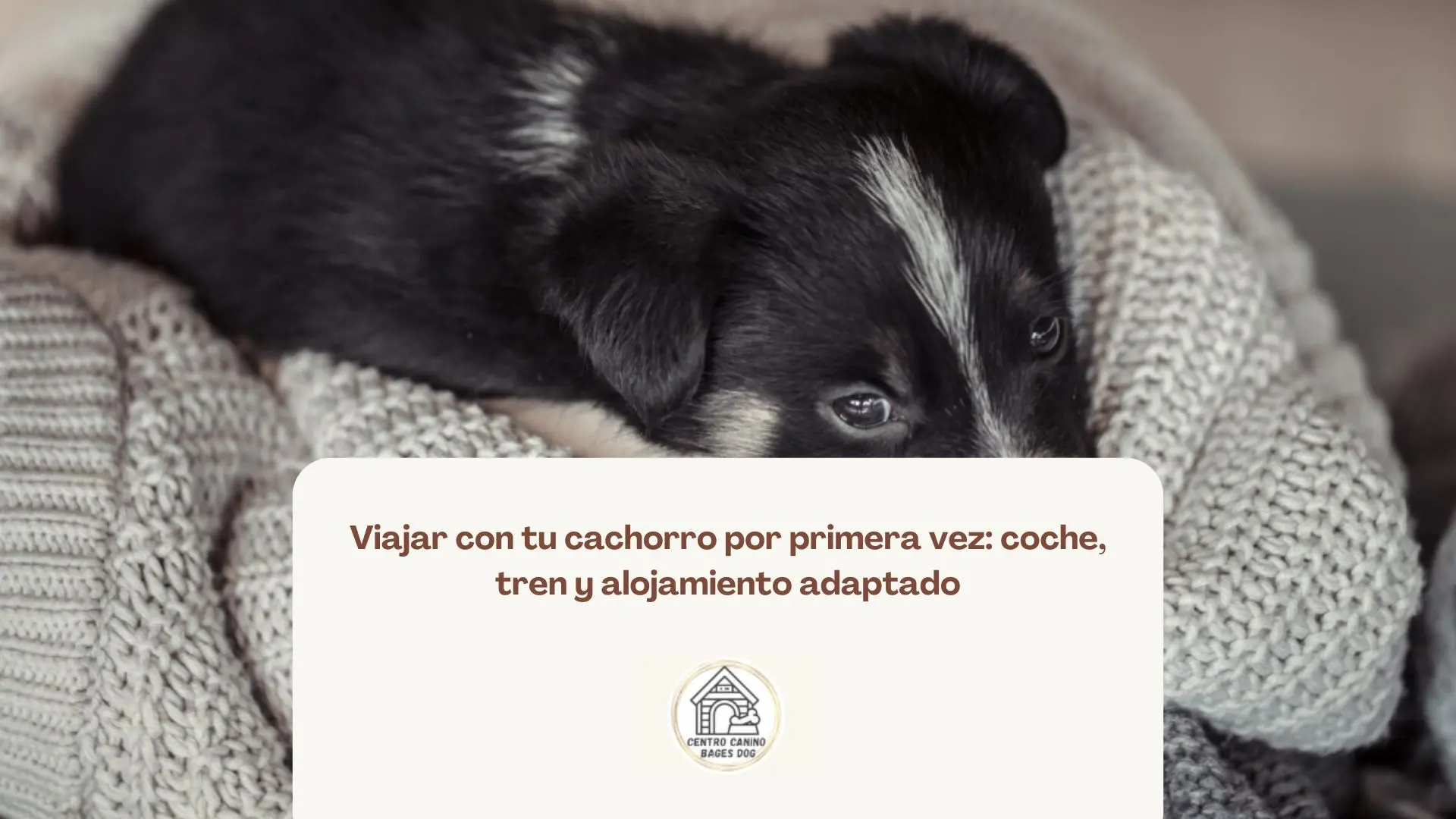 Primer viaje de un cachorro en coche con transportín seguro