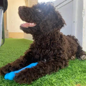 Bruc perro de agua (sk) 2