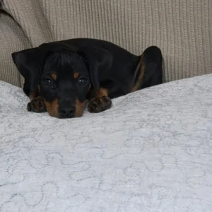 Chic minipincher (1)