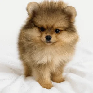 Pomerania