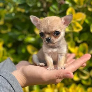 Chihuahua