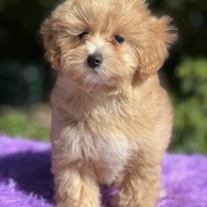 Maltipoo
