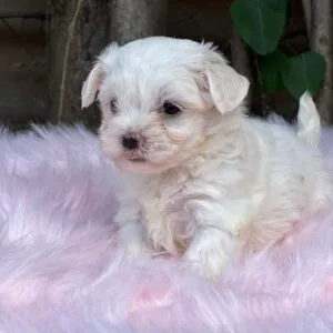 Bichón maltés