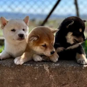 Shiba Inu