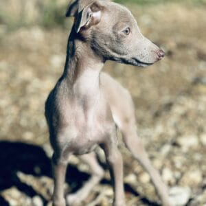 Galgo piccolo
