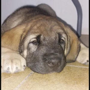 mastin español - nala