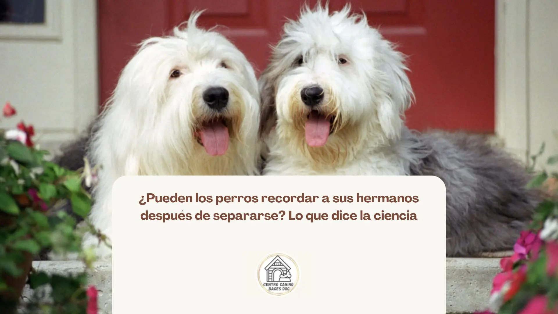 Hermanos de camada jugando juntos durante sus primeras semanas