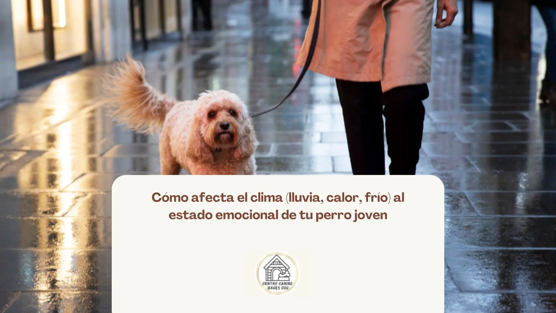 Perro joven adaptándose a paseos con lluvia de forma positiva