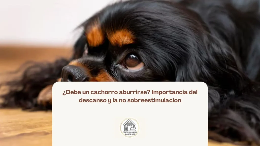 Cachorro durmiendo en un entorno tranquilo y sin distracciones