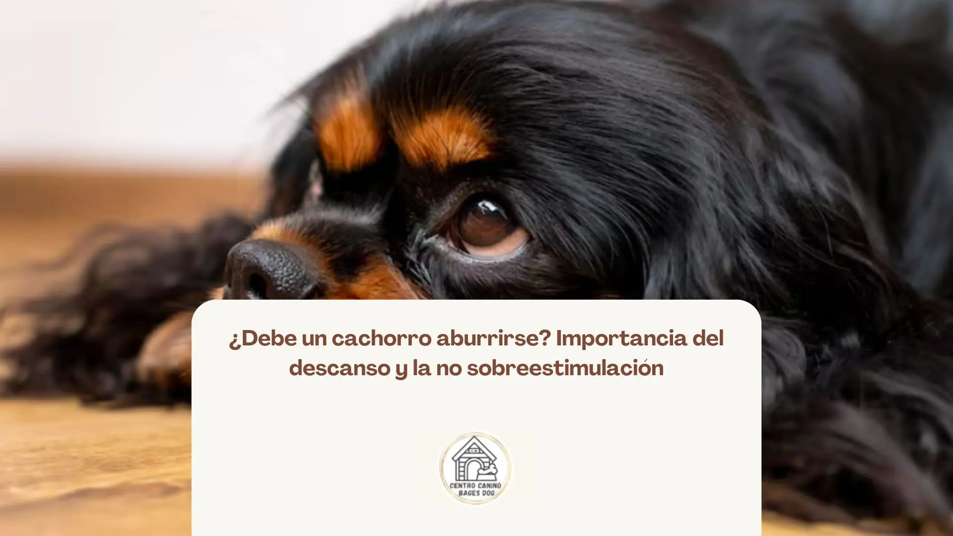 Cachorro durmiendo en un entorno tranquilo y sin distracciones