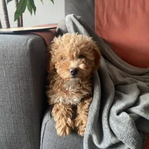 Bella Maltipoo Toy