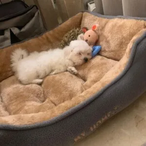 Cala Bichon Maltes