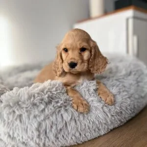 Indi