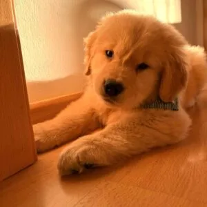 Leo Golden (2)