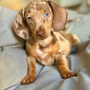 Lisa teckel Arlequin