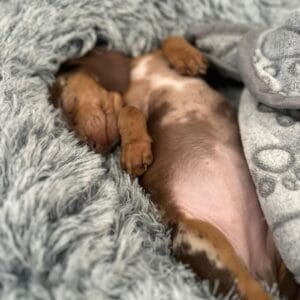 Lisa teckel Arlequin chocolate