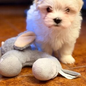 Max Bichón maltés coreano