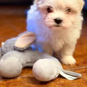 Max Bichón maltés coreano