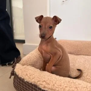Poggie (1)