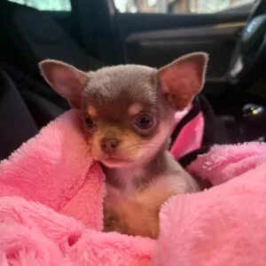 cloe chihuahua