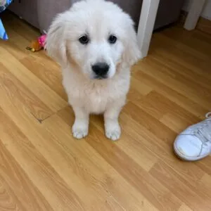 mia golden 2