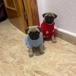 pancho y horus carlino
