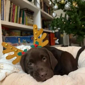 rita labrador