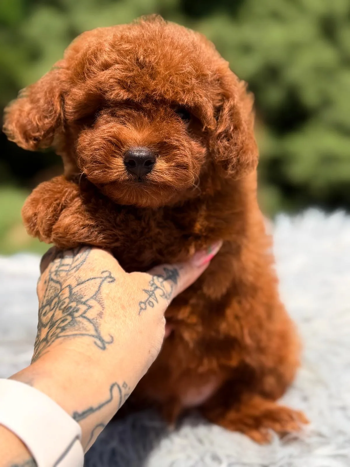 CN1075M - Imagen 2