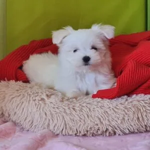 Babi - bichon maltes