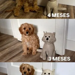 Bimba Cavapoo