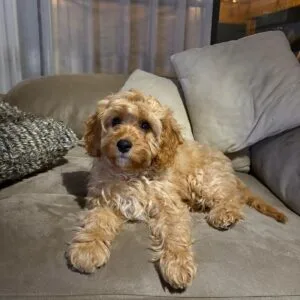 Bimba Cavapoo2
