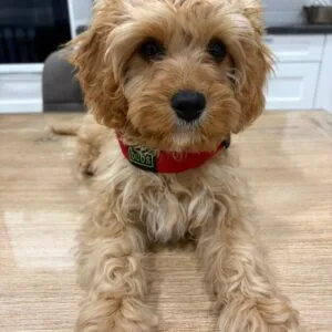 Bimba Cavapoo3
