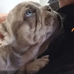 Bull dog frances Brienne