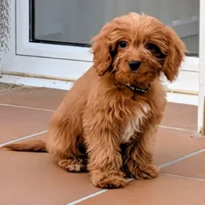 Cooper Cavapoo