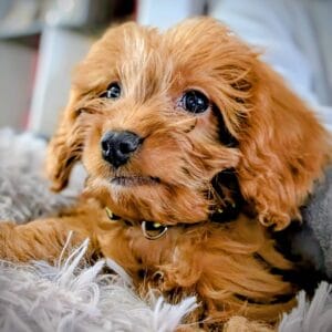 Cooper Cavapoo2