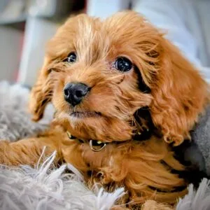 Cooper Cavapoo2