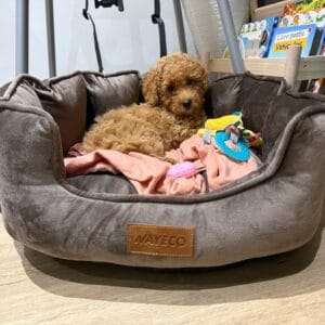 Duna Maltipoo