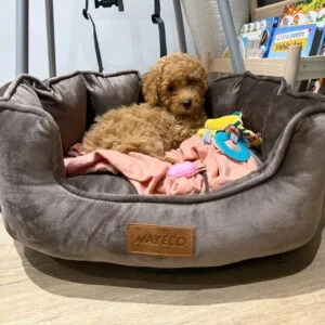 Duna Maltipoo