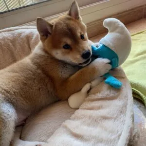 KODA HUSKY (1)