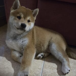 KODA HUSKY (2)
