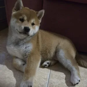 KODA HUSKY (2)