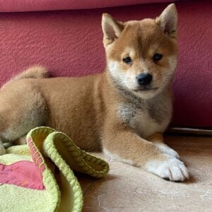 KODA HUSKY (3)