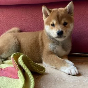 KODA HUSKY (3)