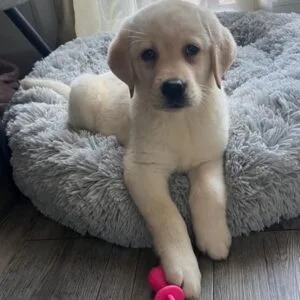Kala labradora