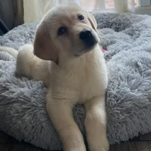 Kala labradora2