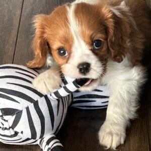 Leny corgi