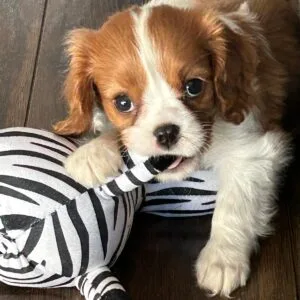 Leny corgi