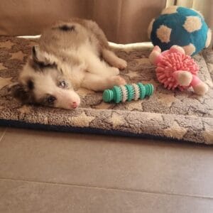 Leo - Border collie (1)