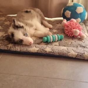 Leo - Border collie (1)